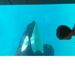 Shamu Fans
