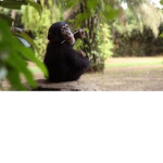 Monke Bedwars CIan