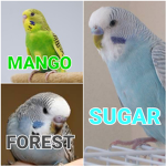 Cute BUDGIE Group