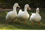 Duckworks