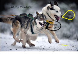 #Team Siberian huskies's Husky race