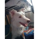 Vibe_puppy