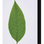 Leaf raiders