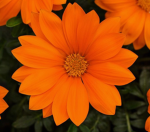 Small flower