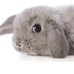 Bunnys bunnys