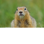 Squirrel Fuse
