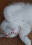トロ猫グループ