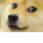 #DOGES ARE BO$$