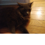 CATS UNITED dos are poop