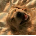 Iᴄᴏɴɪᴄ ʀᴀᴛs