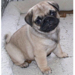 U just$ need a pug$