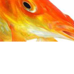 IzDizFish Fans