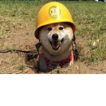 The Best Doge Army.