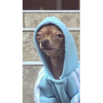 MR DOGGIE