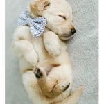 The puppy academy