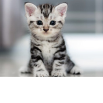Vip Kitty Club