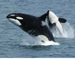 The Orca Whales!