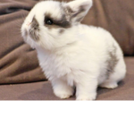 Bunny famawwwwie