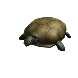 Turtle Land