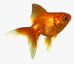Goldfish lol XD