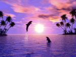 •~ Dolphins boutique! ~•