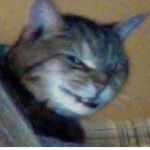 Everything be like: MEMES