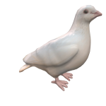 White Dove on head