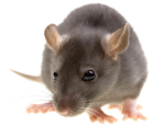 hi i am rat e