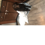 Scout the puppy