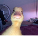 AaronAndmySoppourters