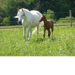 horse lovers