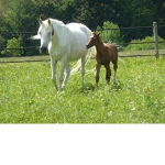 horse lovers Group Thumbnail