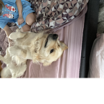 Macsen a golden retriever