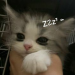 Antisocial Puppies