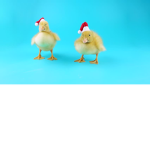 _ducky.squad <3