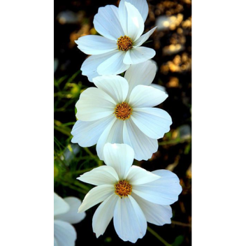 (NEW APARTMENT AND HOSPITAL) Life Hobby 