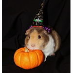 T's hamsters :)