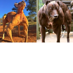 roux to brother
