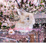 Cute Aesthetic Bunny's