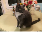 Classy Kittens :D