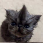 6155