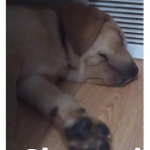 Hide and sleep before school group