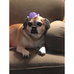 Dog in hat