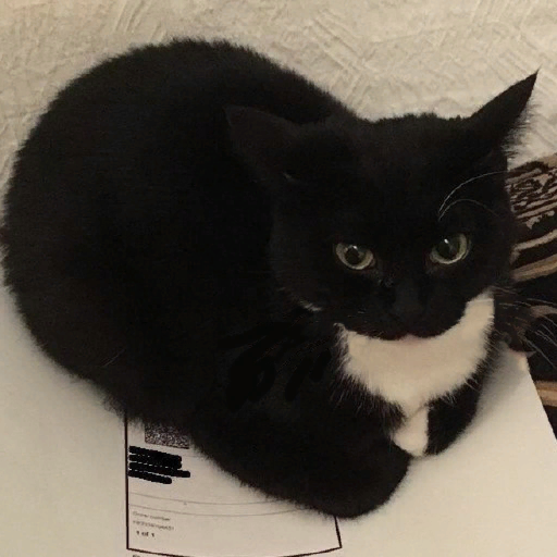 Симулятор кота