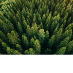 Bronzeland Woods