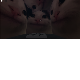 Meme cat HQ