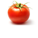 AHHHH THE TOMATO CULT