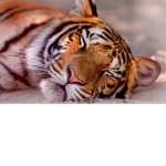 TigerTeam_Roblox