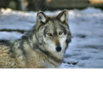 wolf pack fans group