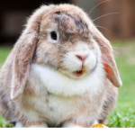 bunny bunnies group